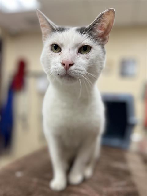 adoptable Cat in Aliquippa, PA named LUIGI