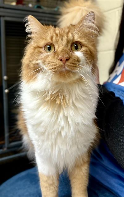 adoptable Cat in Aliquippa, PA named SELLY