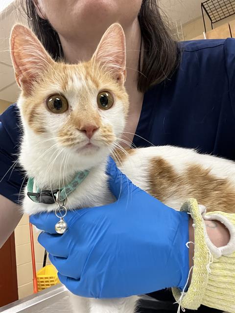 adoptable Cat in Aliquippa, PA named JENNY