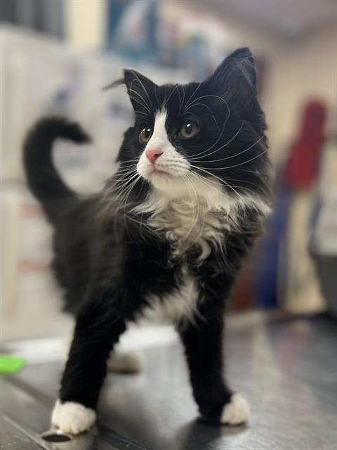 adoptable Cat in Aliquippa, PA named STOICK