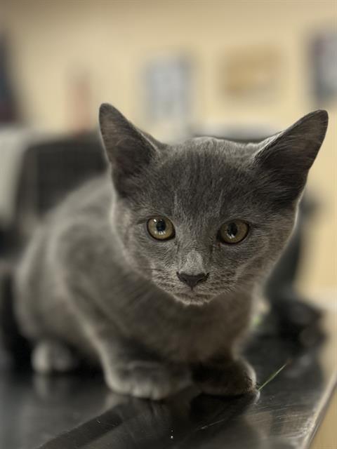 adoptable Cat in Aliquippa, PA named HICCUP
