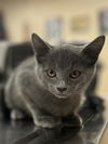 adoptable Cat in aliquippa, PA named HICCUP
