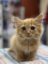 adoptable Cat in  named PAPAYA