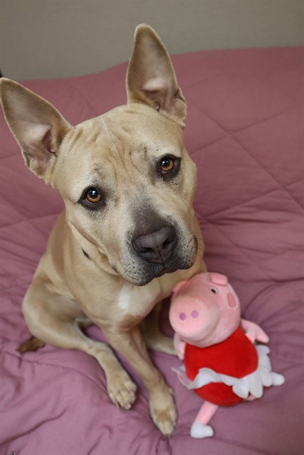 PEPPA