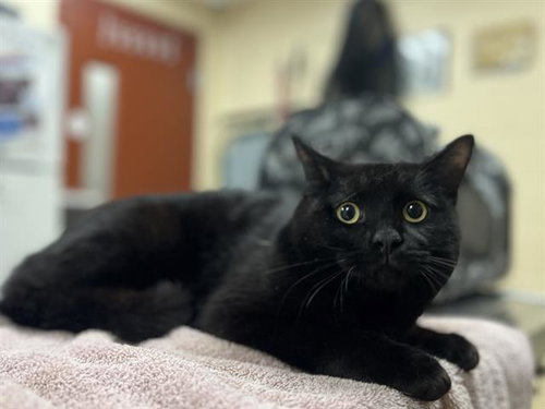 picture of the cat needing adoption