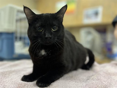 picture of the cat needing adoption
