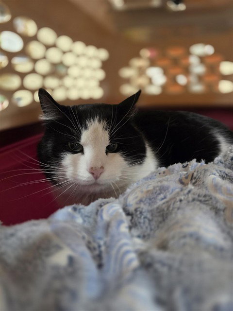picture of the cat needing adoption