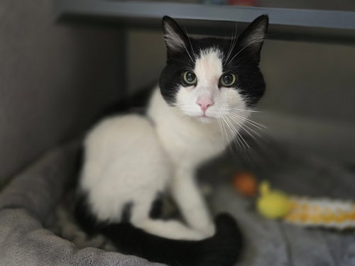 BOB, an adoptable Domestic Short Hair in Center Township, PA