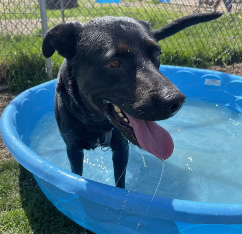 picture of the dog needing adoption