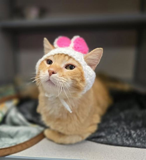 CATFISH, an adoptable Domestic Short Hair in Center Township, PA