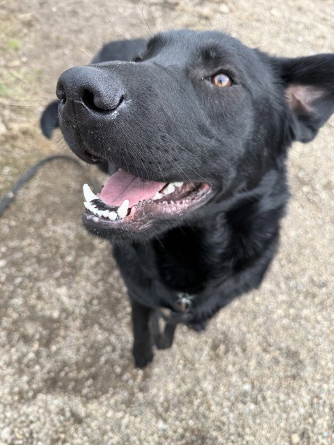 ARCHER, an adoptable Labrador Retriever in Center Township, PA
