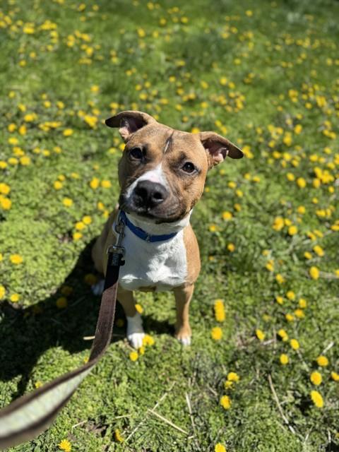 picture of the dog needing adoption