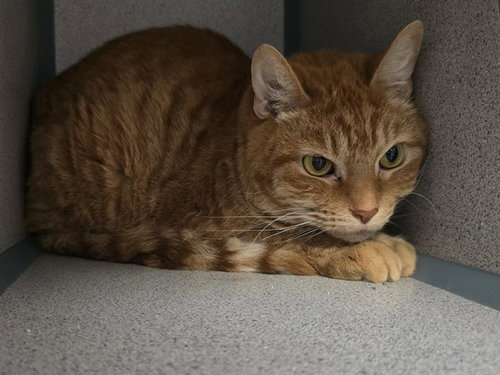 picture of the cat needing adoption