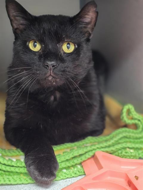 picture of the cat needing adoption