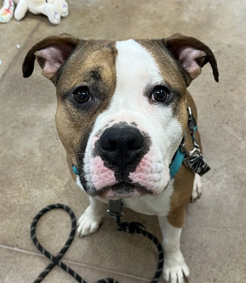 picture of the dog needing adoption
