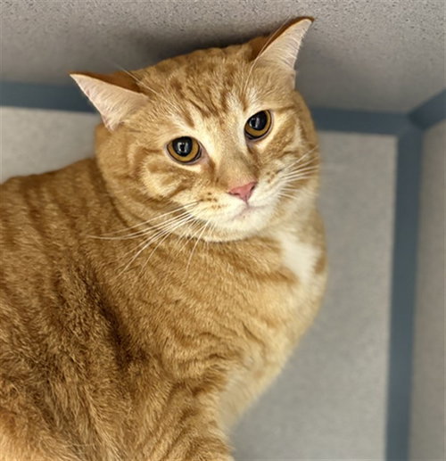 picture of the cat needing adoption