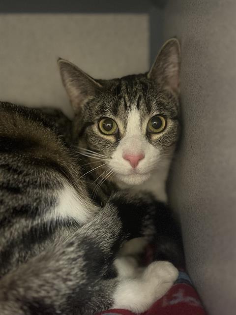 picture of the cat needing adoption