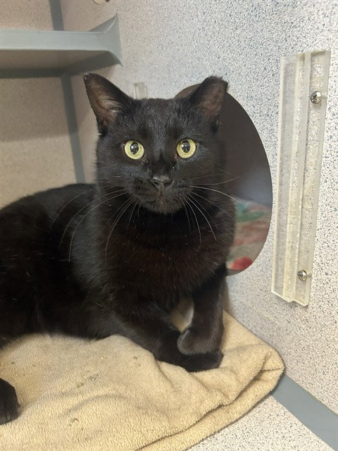 picture of the cat needing adoption