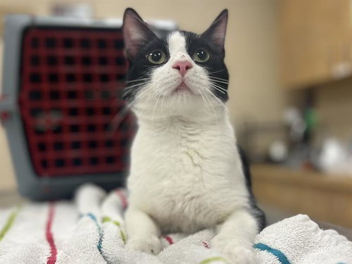 picture of the cat needing adoption