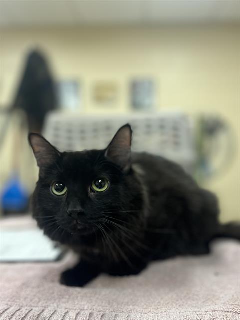 picture of the cat needing adoption