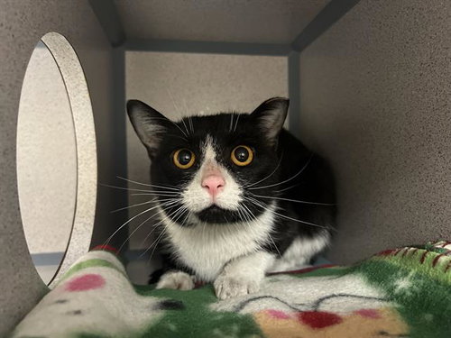 picture of the cat needing adoption