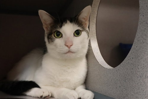 DRACO, Senior Domestic Short Hair (medium coat), cat for adoption in Aliquippa, Pennsylvania