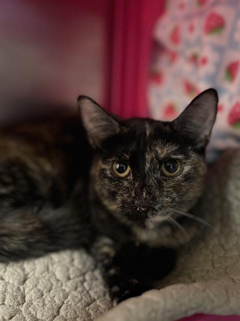 picture of the cat needing adoption