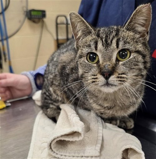 JAZZY, Young Domestic Short Hair (medium coat), cat for adoption in Aliquippa, Pennsylvania