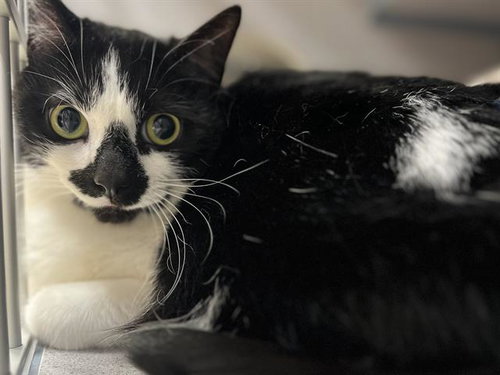 LUNA, Adult Domestic Short Hair (medium coat), cat for adoption in Aliquippa, Pennsylvania
