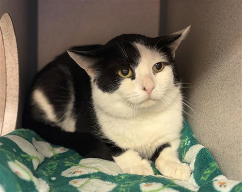 PARIS, Adult Domestic Short Hair (medium coat), cat for adoption in Aliquippa, Pennsylvania