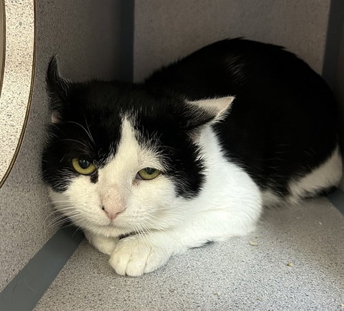 PARIS, an adoptable Domestic Short Hair in Center Township, PA