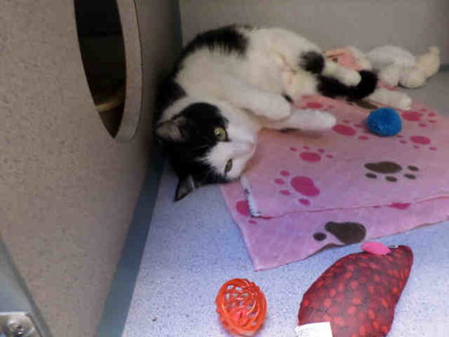 EVE, Senior Domestic Short Hair (medium coat), cat for adoption in Aliquippa, Pennsylvania