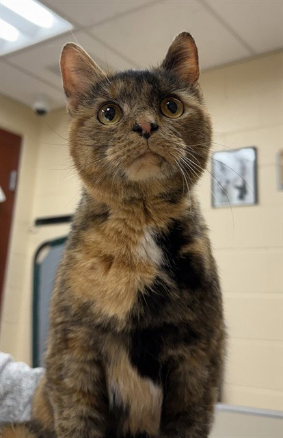 CONNIE, Adult Domestic Short Hair (medium coat), cat for adoption in Aliquippa, Pennsylvania