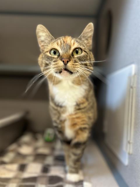 BUG, Adult Domestic Short Hair (medium coat), cat for adoption in Aliquippa, Pennsylvania