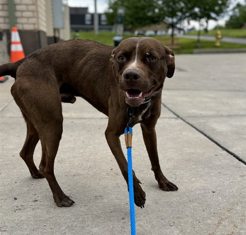 INDIGO, an adoptable Pit Bull Terrier in Center Township, PA
