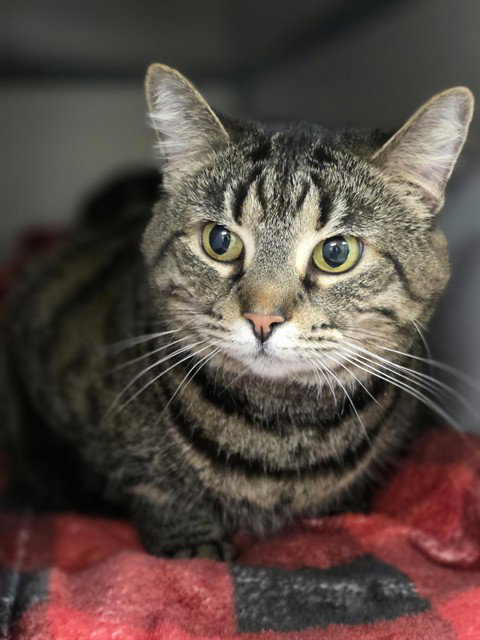 SHADOW, Adult Domestic Short Hair (medium coat), cat for adoption in Aliquippa, Pennsylvania