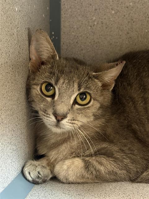 PEWTER, Young Domestic Short Hair (medium coat), cat for adoption in Aliquippa, Pennsylvania