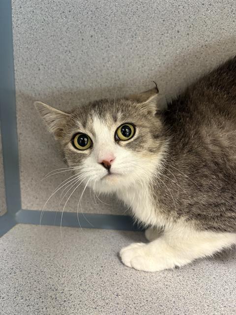 PEARL, Young Domestic Short Hair (medium coat), cat for adoption in Aliquippa, Pennsylvania