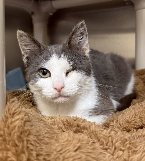 UNO, Young Domestic Short Hair (medium coat), cat for adoption in Aliquippa, Pennsylvania