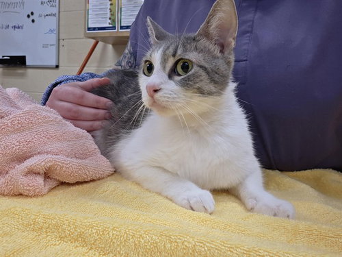 ASHER, an adoptable Domestic Short Hair in Center Township, PA