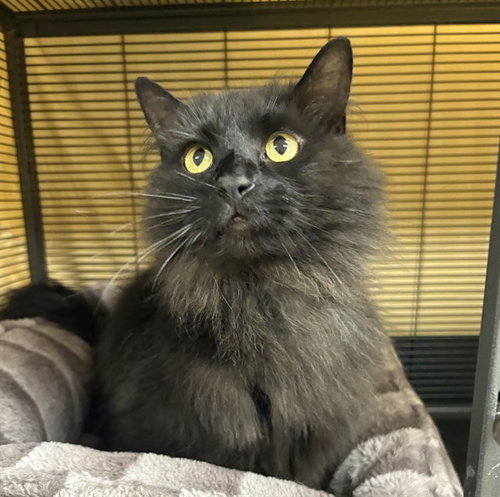 DUNCAN, an adoptable Domestic Medium Hair in Center Township, PA