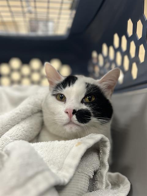 ROAD BLOCK, an adoptable Domestic Short Hair in Center Township, PA