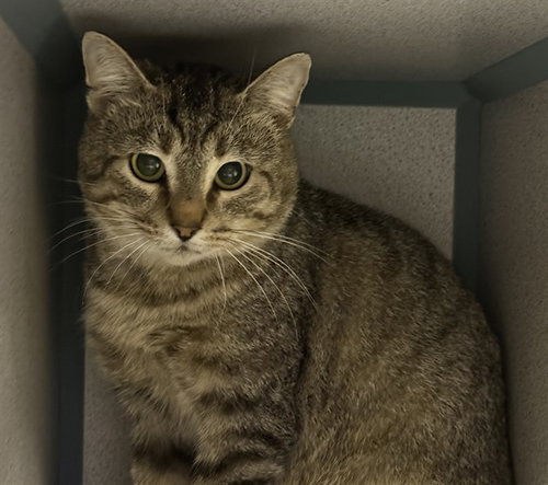 DONNY, an adoptable Domestic Short Hair in Center Township, PA