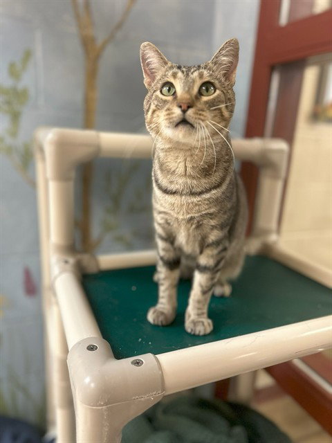 picture of the cat needing adoption
