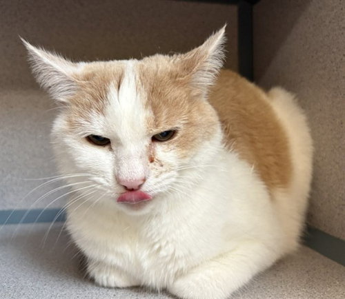 BUBBLE, an adoptable Domestic Short Hair in Center Township, PA