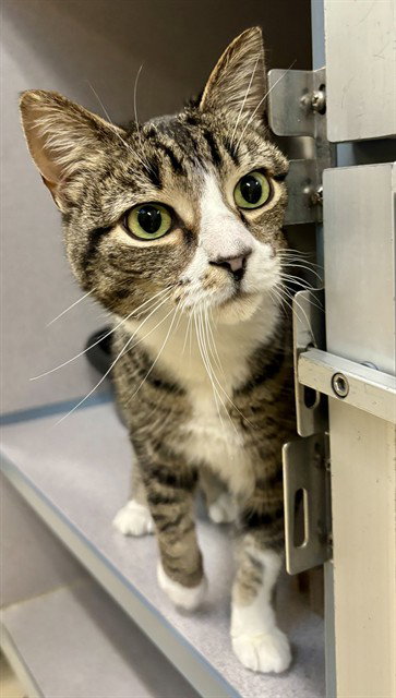 EVEREST, an adoptable Domestic Short Hair in Center Township, PA
