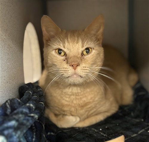 PUG, an adoptable Domestic Short Hair in Center Township, PA
