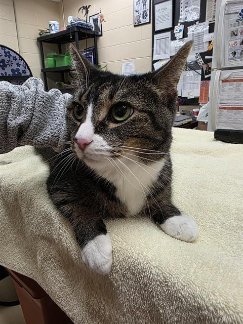 ANGEL, an adoptable Domestic Short Hair in Center Township, PA