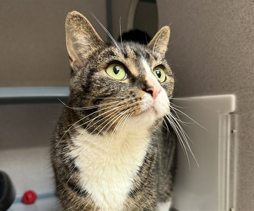 ANGEL, Adult Domestic Short Hair (medium coat), cat for adoption in Aliquippa, Pennsylvania