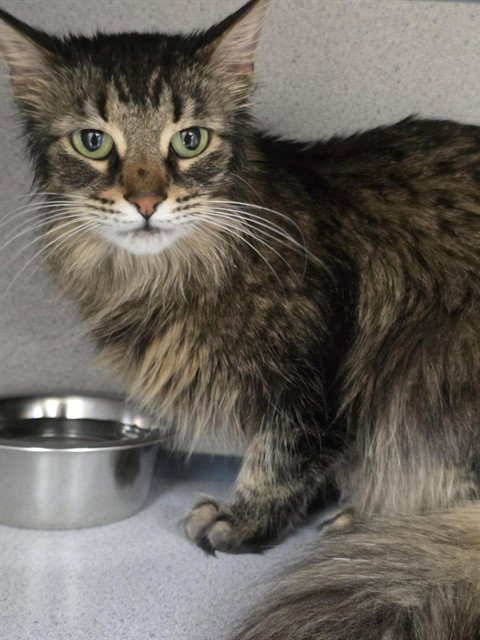 SPAM, an adoptable Domestic Long Hair in Center Township, PA